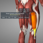 hamstring muscle anatomy biceps femoris